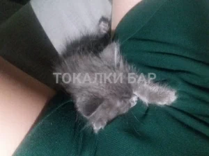 Проститутка  Алина